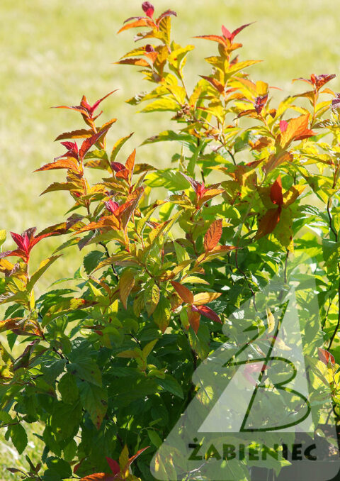 Spiraea Japonica Firelight Tawu A Japo Ska Firelight Szk Ka Ro Lin Ozdobnych Abieniec